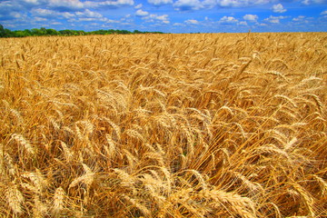 Agriculture farmer wheat harvest sunflower