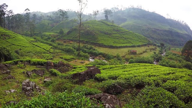 Tea Farmed on a Hillside in Nuwara Eliya, Sri Lanka. Video 4k UltraHD
