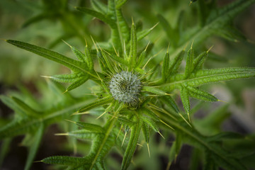 spiky thistle, flora, nature, green, green wallpaper, green background, plant, tough plant, stabbing