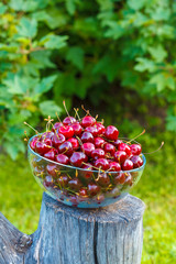 A ripe sweet cherry in a glass bowl, a crop in the garden.