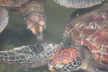 Green Sea Turtle, Chelonia Mydas / Nungwi, Zanzibar, Tanzania, Indian Ocean, Africa