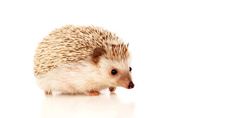 Nice pet. Brown hedgehog
