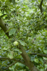 Fototapeta premium pommier pommes