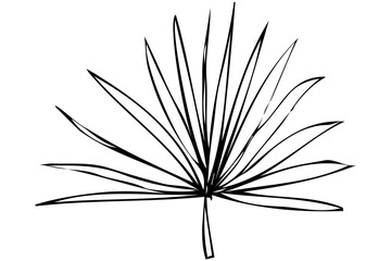 vector sketch twig plant palm