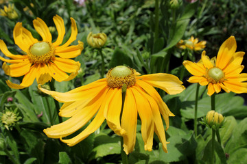 Rudbeckia Prairie Sun