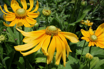 Rudbeckia