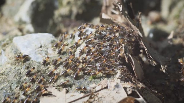 Hundreds of Subterranean Termites on the March. Video 4k UltraHD