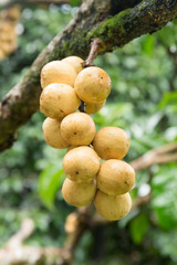 Wollongong fruit