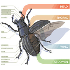 The diagram of the beetle. Tutorial. Realistic vector illustration