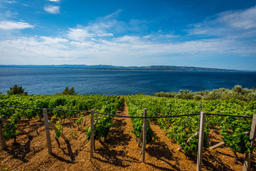 vines croatia 