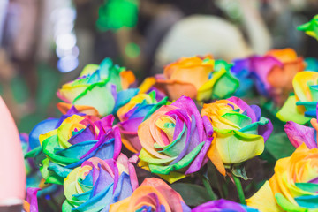Fototapeta na wymiar beautiful group of rainbow rose