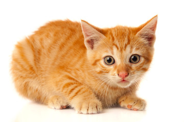 Fototapeta na wymiar Beautiful small red cat looking at camera