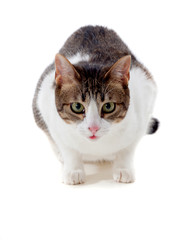 Beautiful adult cat crouching © Gelpi