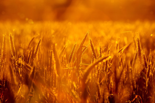 Kornfeld am Abend Spätsommer Landwirtschaft Gegenlicht stimmungsvoll - Landleben golden wheat sundown evening / detail, moody light, sunrise, sundown, rich harvest, afternoon, mood, barley, rye, 
