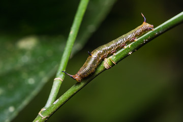 Little Map (Cyrestis themire) caterpillar