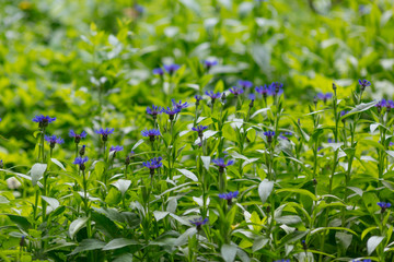 Centaurea cyanus. Field flowers with blue petals&Purple flowers Cornflowers