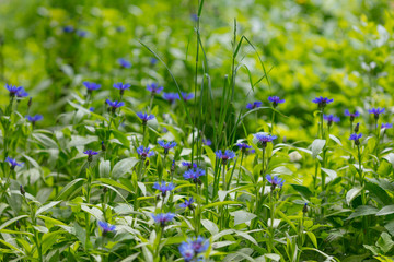 Obraz na płótnie Canvas Centaurea cyanus. Field flowers with blue petals&Purple flowers Cornflowers