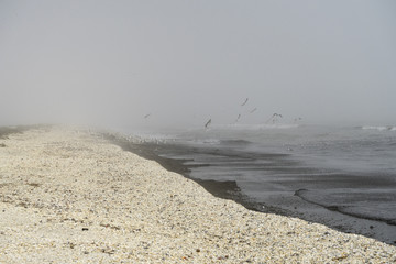 Obraz premium Seagulls contemplating a flight, in a spring foggy day, at seaside, in Gura Portitei, Romania