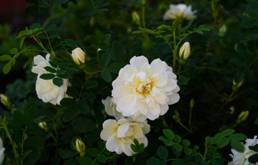 A bush of white dog rose in the garden.
