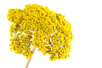 Achillea gialla