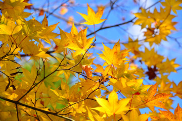 Naklejka na ściany i meble Japanese yellow maple leaf with blue sky background in autumn