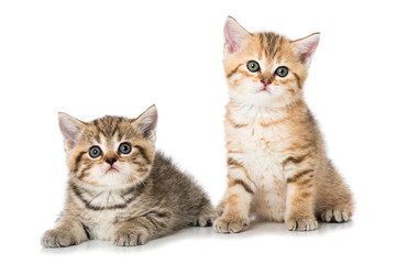 Zwei Kätzchen