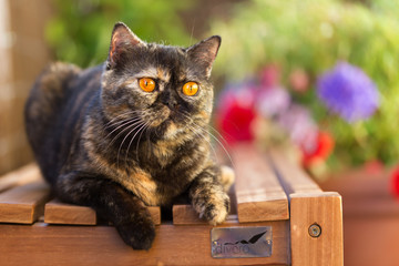 Rassekatze BKH in black tortie mit bernstein Augen