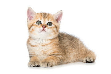 Naklejka premium Getigertes Kätzchen