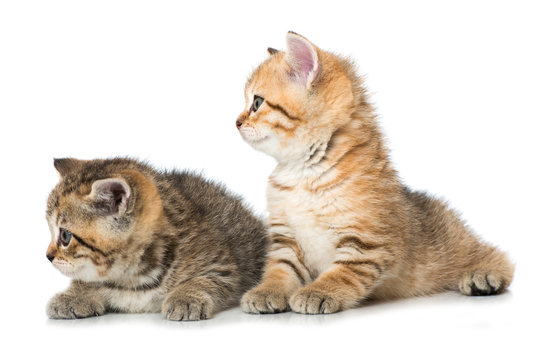 Zwei neugierige Kätzchen