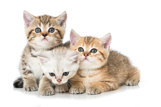 Drei kleine Katzen