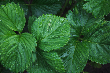 Green leafs of strawberry  with raindrops. Top view in garden. Flat lay. Nature background.
