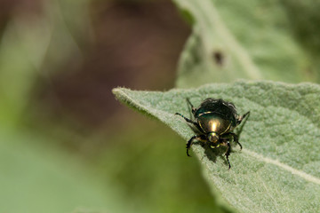 beetle Golden bronze