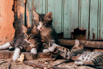 homeless adorable kittens playing at street - obrazy, fototapety, plakaty