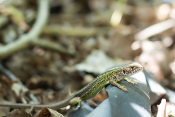 Green forest lizard sitting on the ground. Wild lizard green