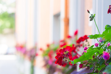 Colorful Geranium Flowers on the flowerbed in the street on colored Background, Select Focus