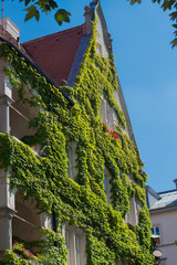 old house with wall overgrown by wild grapes