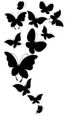 Obraz premium black butterfly, isolated on a white