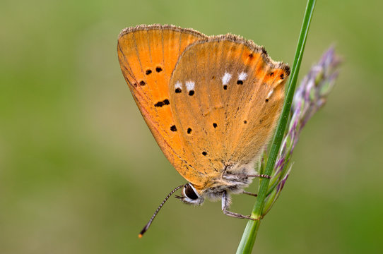 Lycaena virgaureae, Arad, Romania
