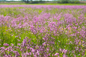 Blooming sticky catchflies (Silene viscaria) in the green summer meadow