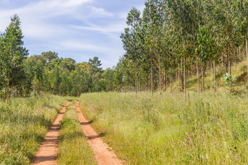 Fototapeta na wymiar Trail in Eucalyptus forest Santiago do Cacem