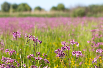 Obraz premium Blooming sticky catchflies (Silene viscaria) in the green summer meadow, closedup