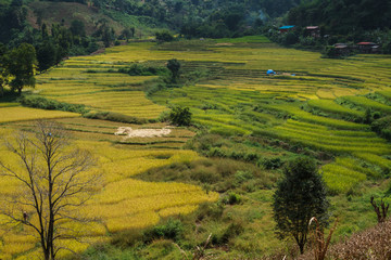 Golden Rice Field, a beautiful natural beauty on mountain in Nan, Nan Province, Thailand.