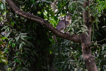 Cat playing funny on tree.
