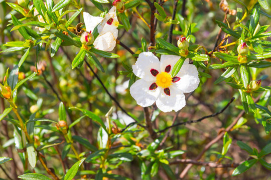 Gum Rockrose or Esteva flower in Santiago do Cacem