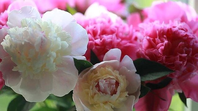 Video white and pink peonies petals of buds