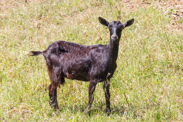 Goat in Santiago do Cacem