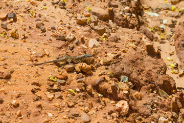 Lizard in the trail in Santiago do Cacem