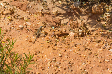 Lizard in the trail in Santiago do Cacem
