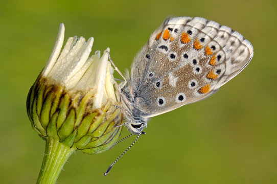 Polyommatus Bellargus, Liguria, Italy