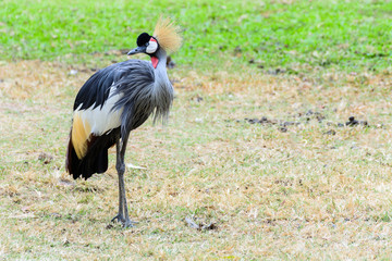 Grey crowned crane.